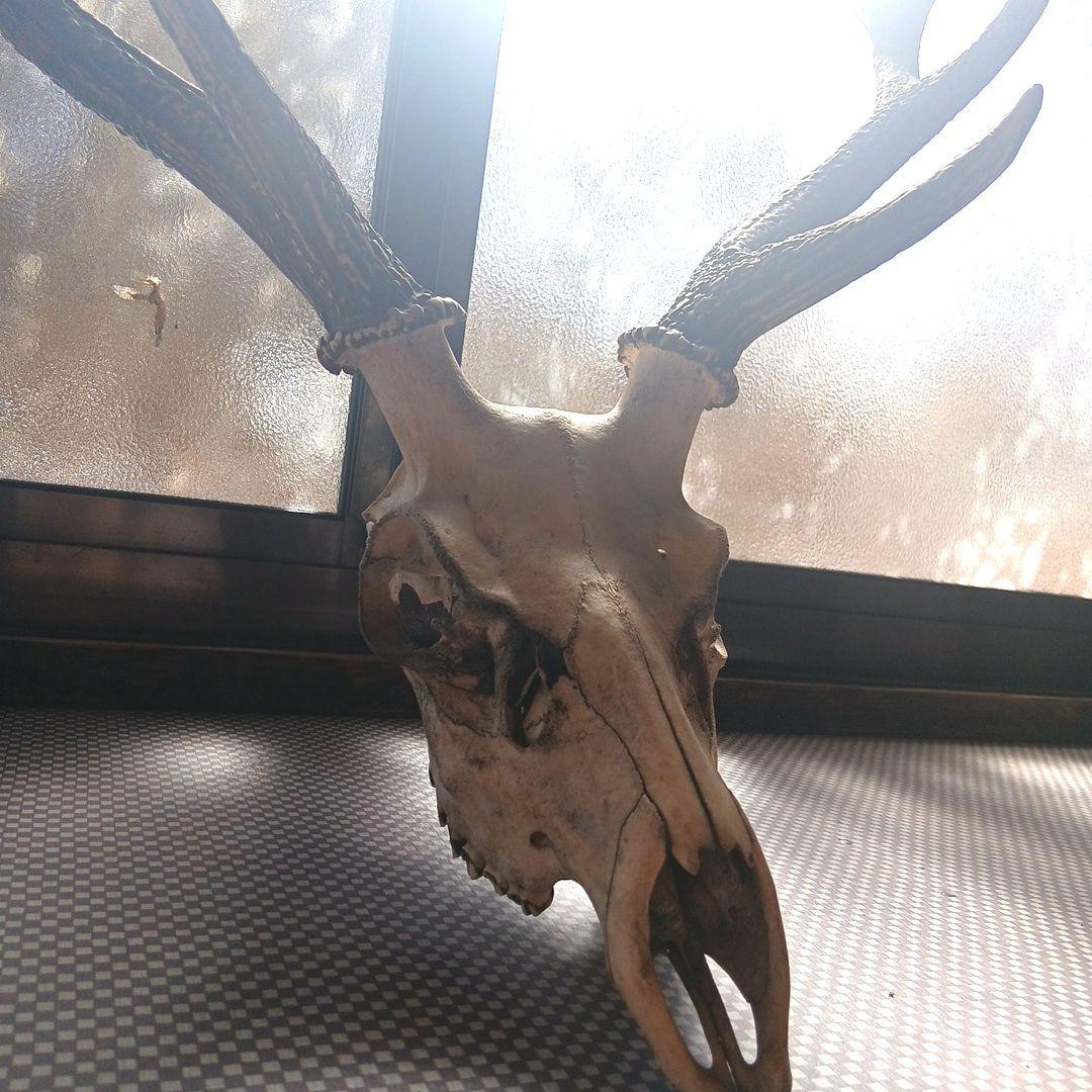 （富士河口湖町産）雄鹿の頭骨 置物 2本の角付き