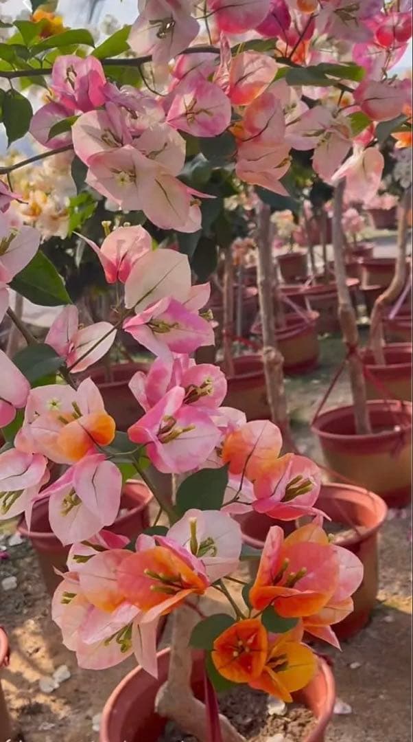 貴重な￼ブーゲンビリア大苗￼