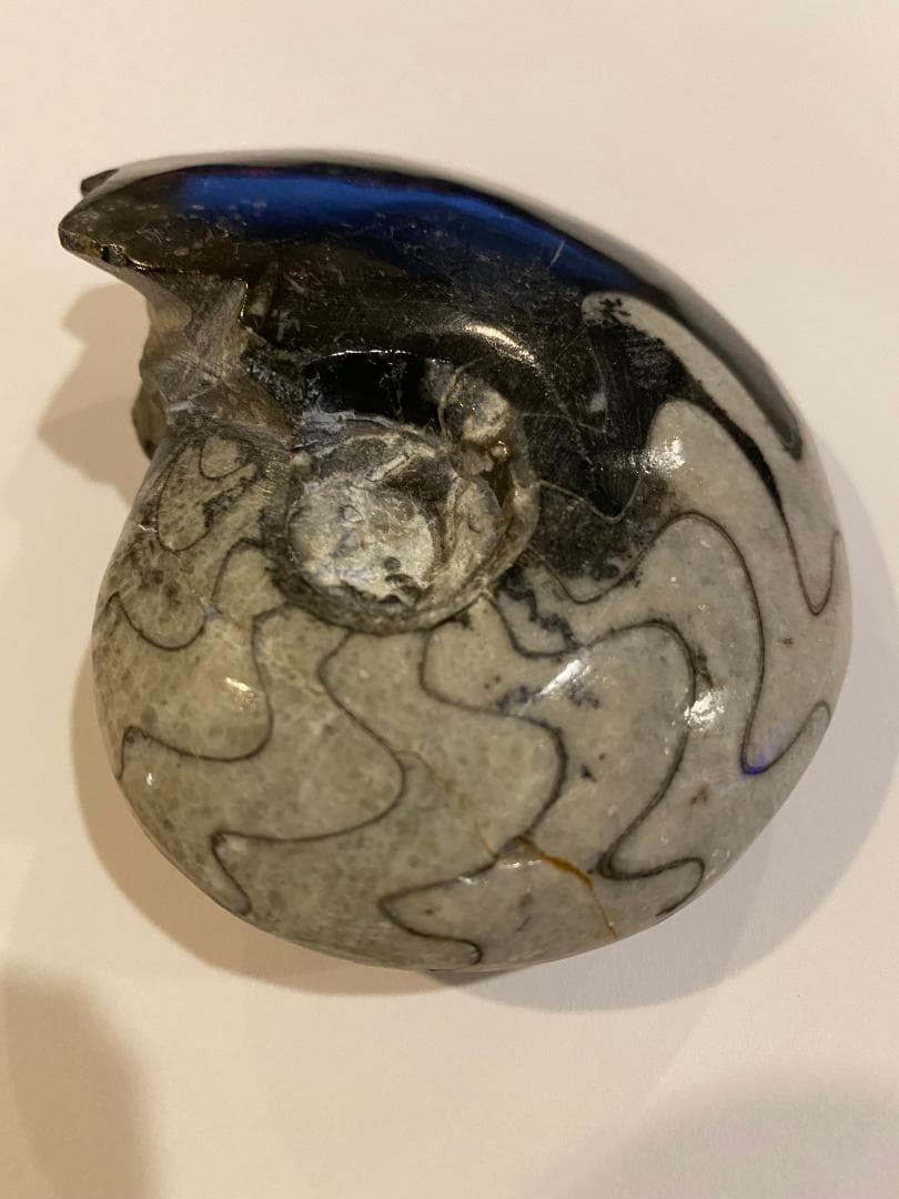 モロッコ産　アンモナイト　化石　⑱